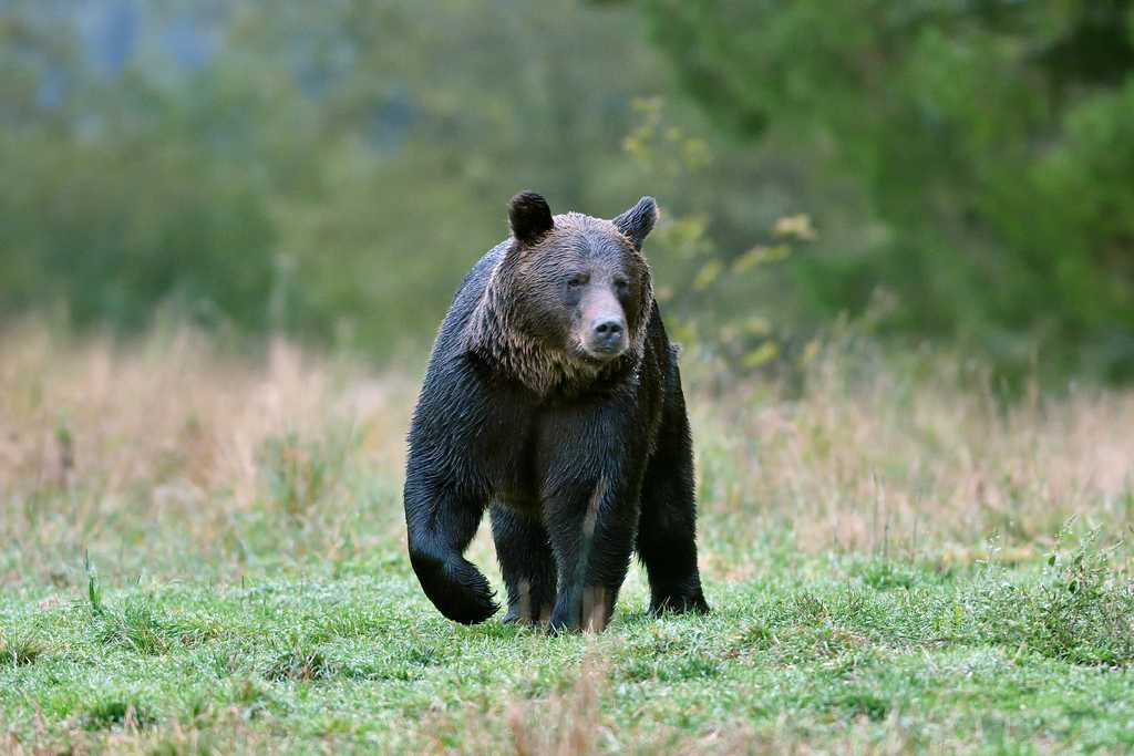 POLEN | Ansitzfotografie in den Waldkarpaten - Im Reich der Adler, Bären und Wölfe