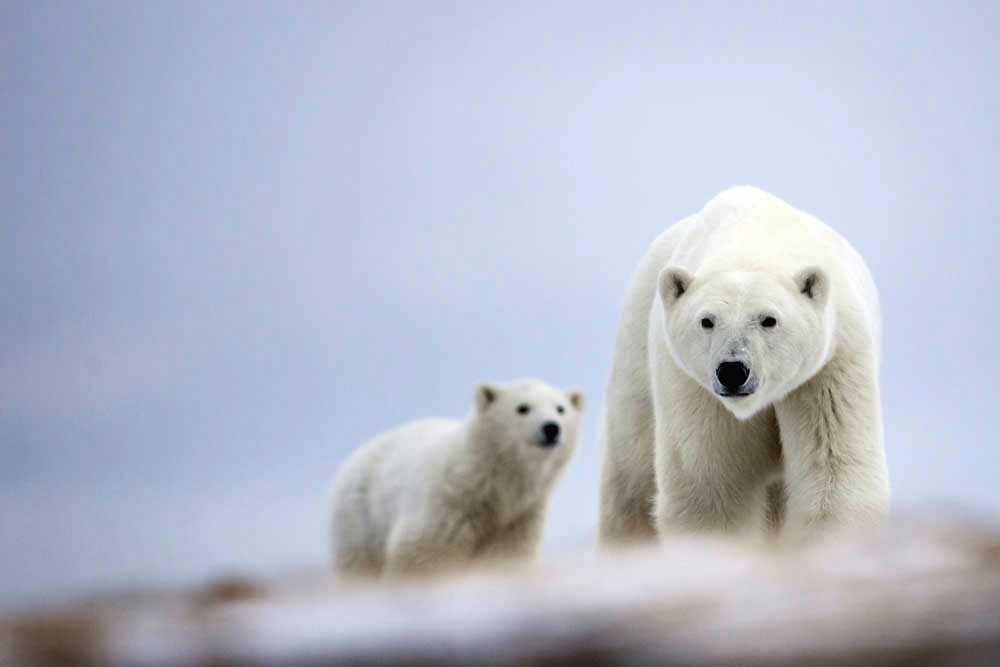 KANADA | Fotoexpedition zur Polarbärmigration in die kanadische Arktis 