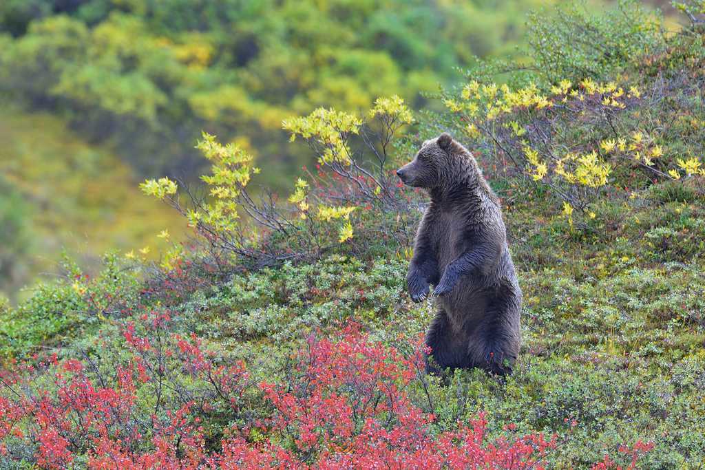 ALASKA | Der Ruf der Wildnis! Von Fairbanks über die Abenteuerstraße des Dalton Highways