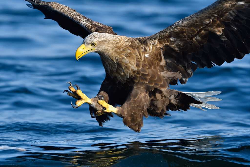 NORWEGEN | Seeadler, Moschusochsen, Papageientaucher und faszinierende Natur