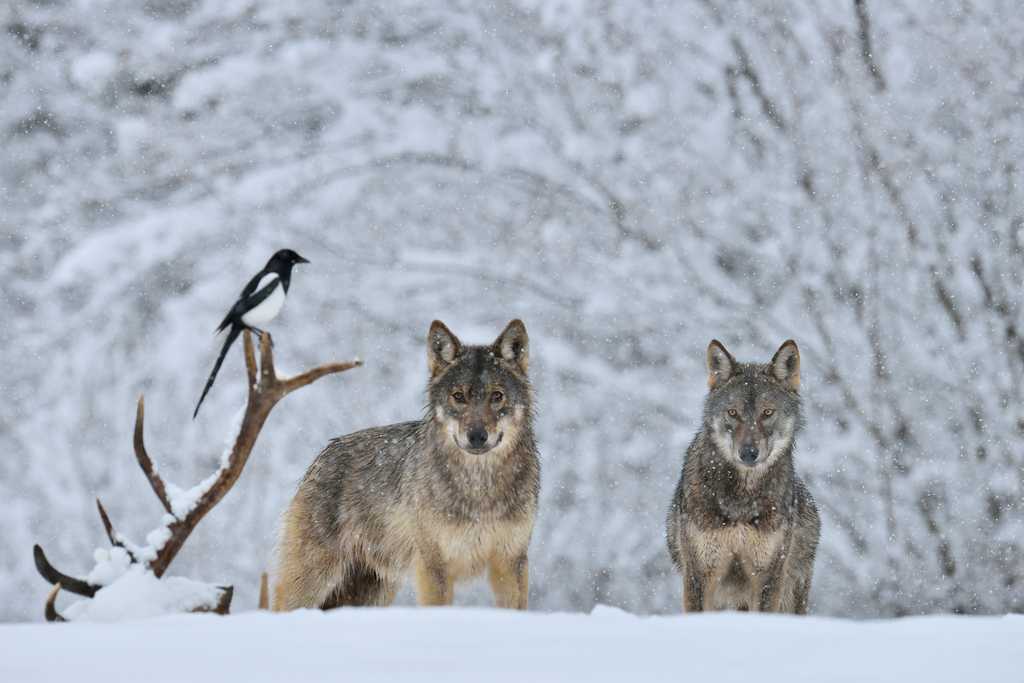 POLEN | Winteransitz in den Waldkarpaten - Im Reich der Adler, Bären und Wölfe