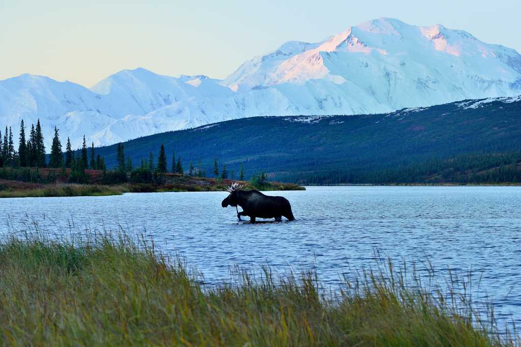 ALASKA | Der Ruf der Wildnis! Fairbanks – Denali Nationalpark – Denali Highway – Paxson – Anchorage