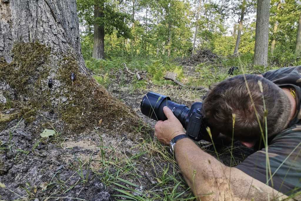 POLEN | Westpolen - Kampf der kleinen Giganten Ein außergewöhnliches Spektakel – die Kämpfe der Hirschkäfer