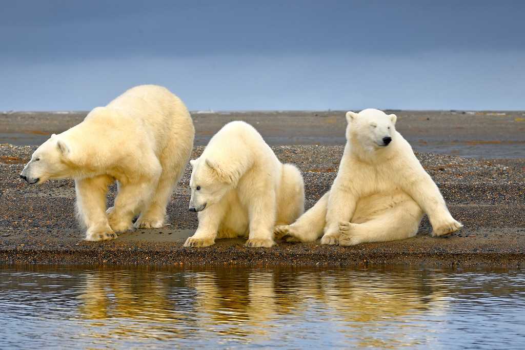 ALASKA | Der Ruf der Wildnis! Barter Island: Mit Boot auf Fotopirsch zu den Eisbären der Polarregion